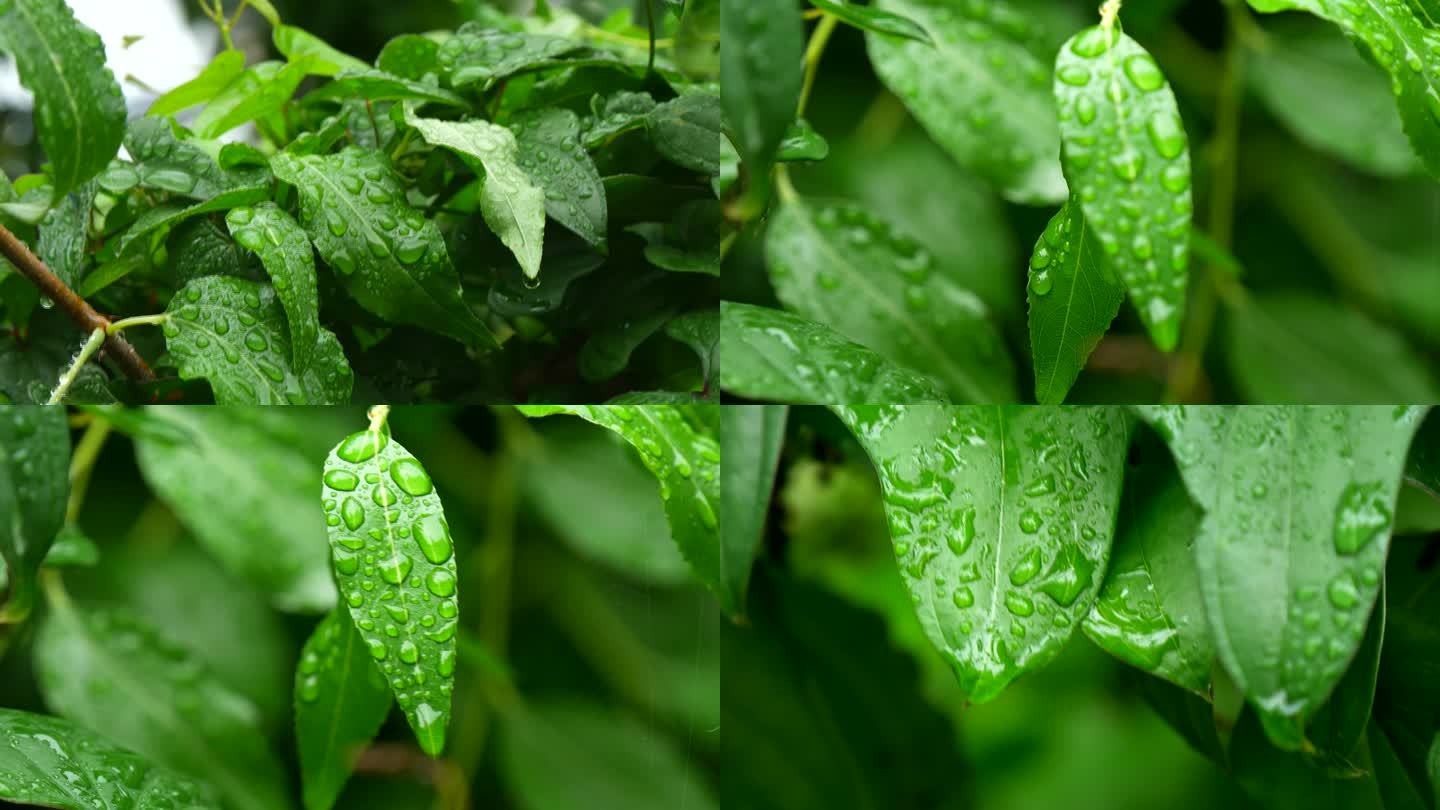 雨后水珠 露珠 叶子上的露珠 水珠5