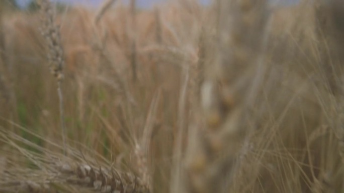 金色的小麦巨像随风舞动。4k视频片段