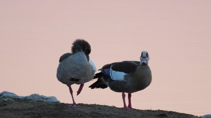 日落时分，一对埃及鹅在岸边梳理羽毛。近距离