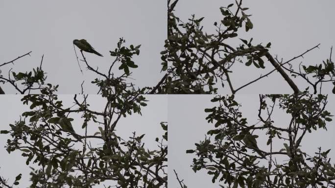 僧侣长尾小鹦鹉的繁殖地，Myiopsitta monachus，也叫贵格鹦鹉，它们在巴西潘塔纳尔湿地