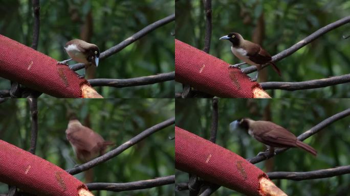 印度尼西亚西巴布亚的小天堂鸟或小天堂鸟的雌性
