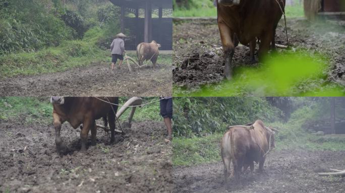 4K农村纯朴农民老黄牛耕地犁地合集2