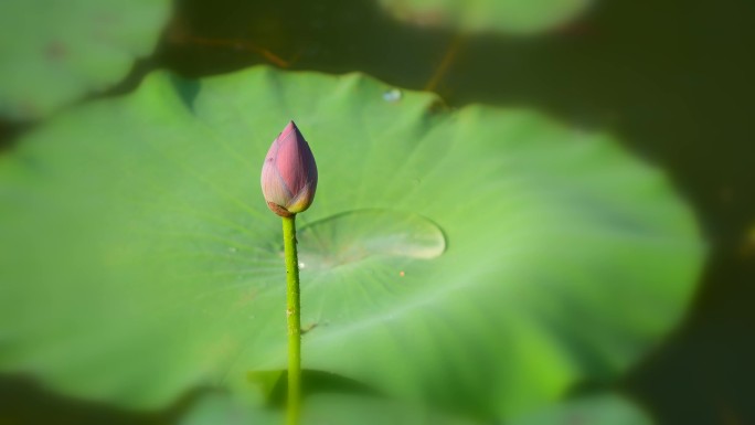 小荷才露尖尖角 早有蜻蜓立上头 蜻蜓