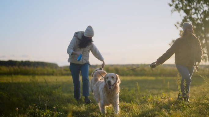 两个女人牵着皮带在草地上遛着两只顽皮的金毛猎犬。穿暖和的衣服