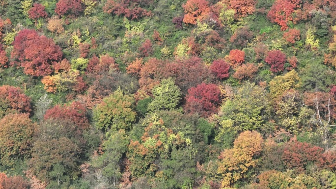 湖北荆门：层林尽染 冬景如画