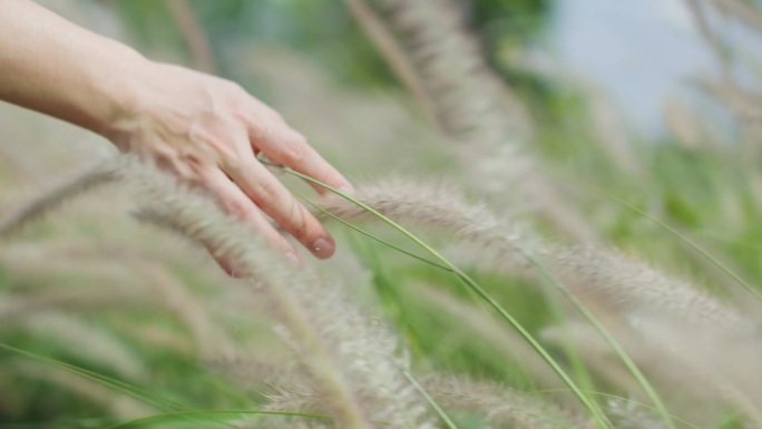 近距离手吹草手触摸狗尾草野生草