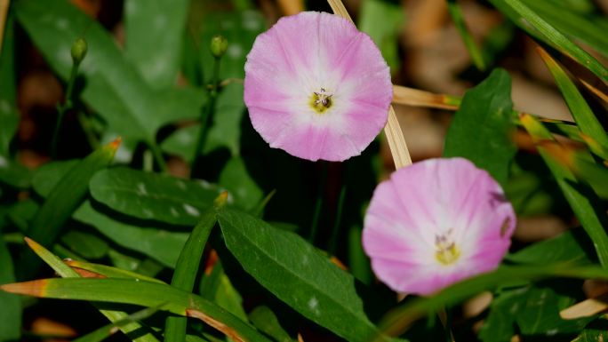 田旋花 小旋花 野牵牛2