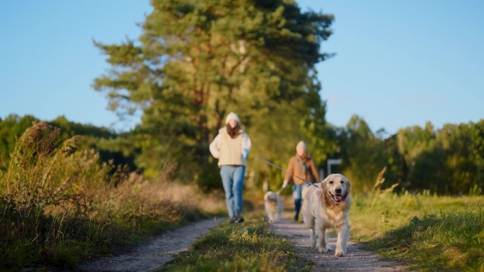 人们用皮带牵着两只金毛猎犬散步。穿暖和的衣服