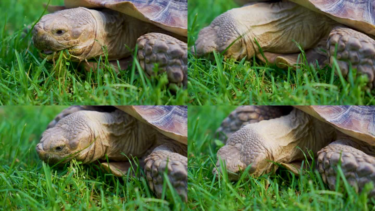 乌龟特写，乌龟吃草。