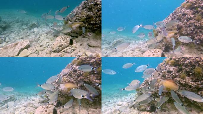 煎蛋水母被一群鱼攻击的视频