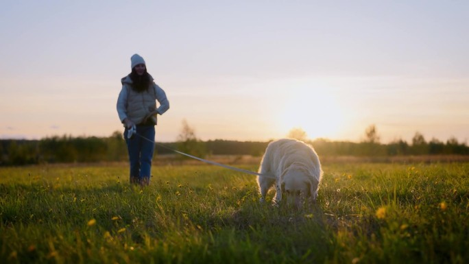 日落时分，一名女子在草地上与金毛猎犬玩耍。狗挖掘和嗅探