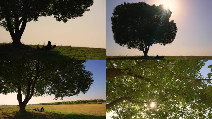 (4k原创)一个树 一个人 人躺在树下
