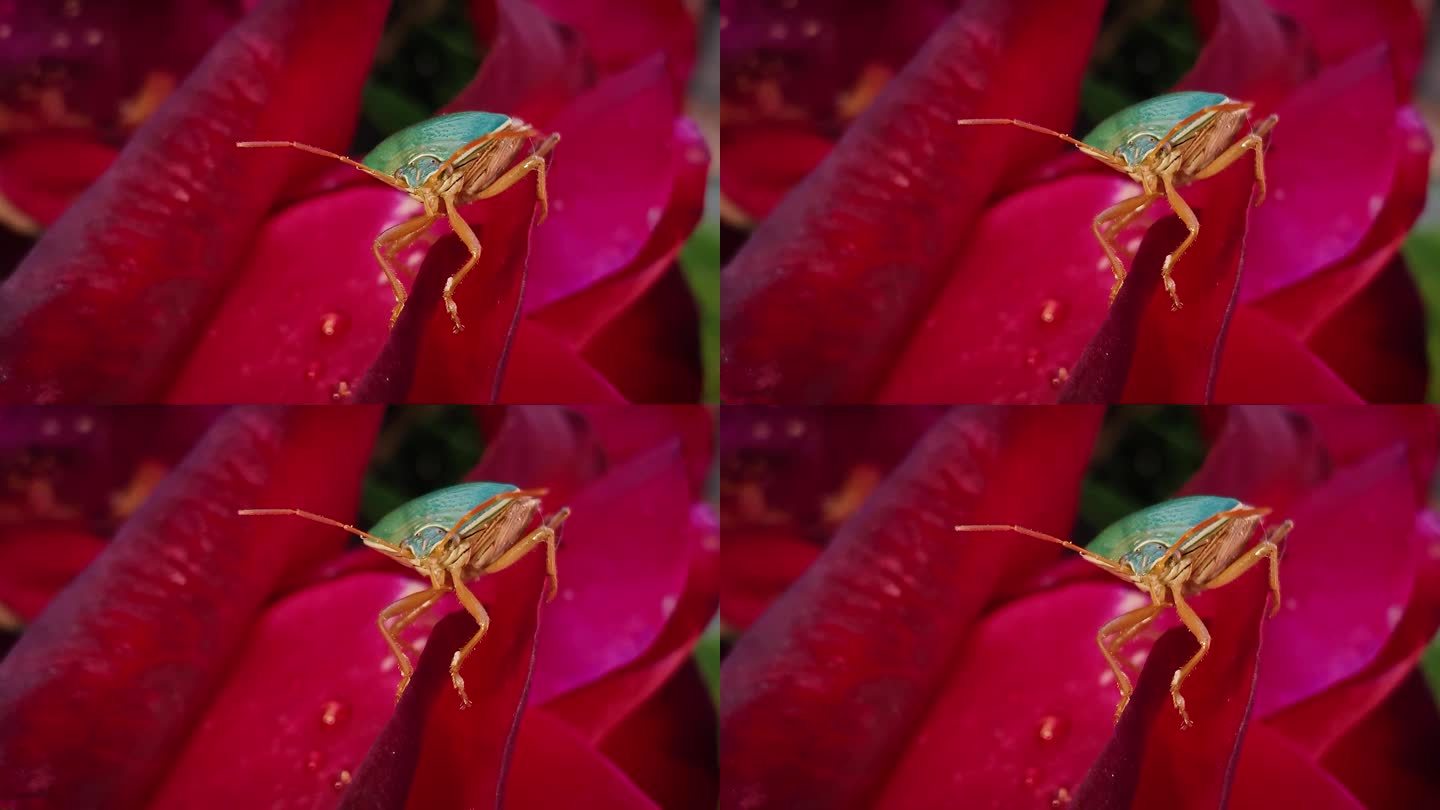 一只虫子静静地躺在玫瑰花瓣上。