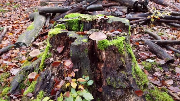 苍老的青苔在秋天的树桩上，转瞬即逝，树梢上闪着蘑菇