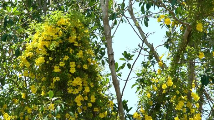 黄金喇叭藤花在树上澳大利亚4K