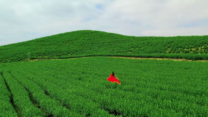 Z0117茶山 采茶女 最美茶园 茶产业