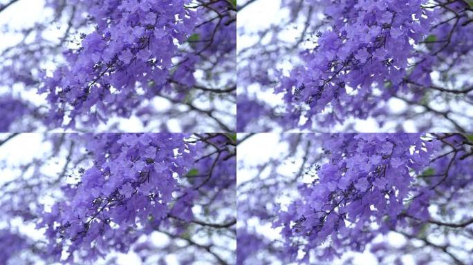 蓝花楹在澳大利亚的花期从10月到11月。