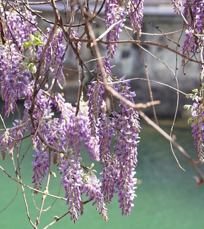 紫藤萝开花