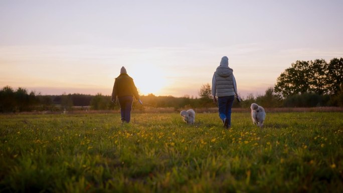 日落时分，两个女人在草地上遛金毛猎犬