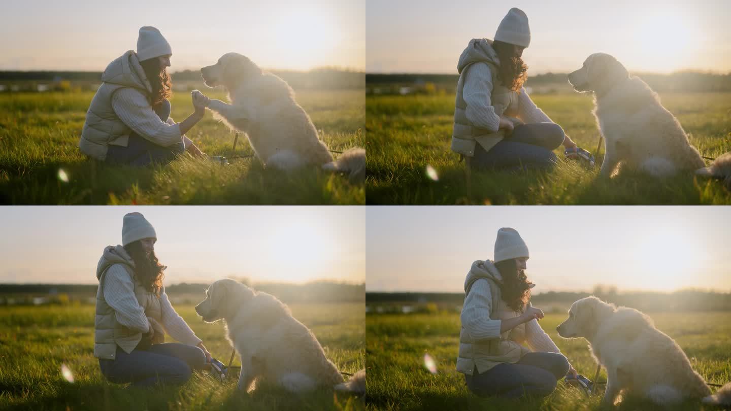 一个女人在草地上和一只金毛猎犬玩耍。教爪子指令和喂零食
