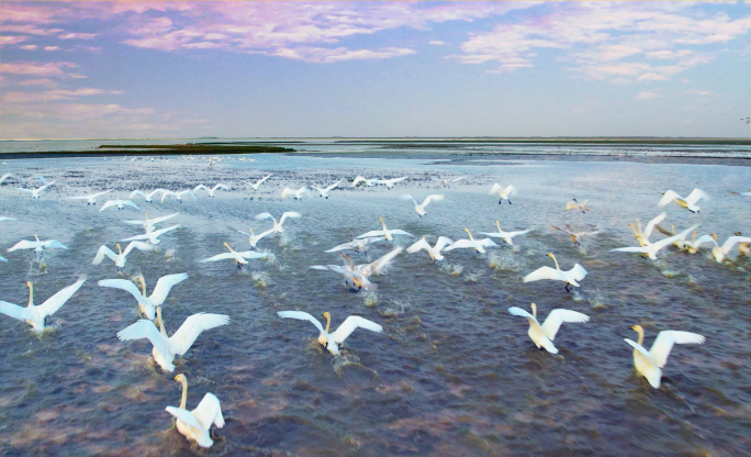 鄱阳湖 天鹅湖