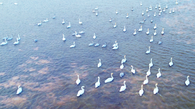 鄱阳湖 天鹅湖