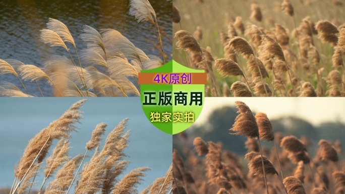 河边池塘沼泽湿地芦苇丛荻芒菖蒲