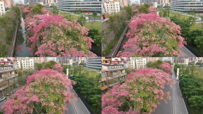 中国广东省广州市荔湾区坦尾美丽异木棉