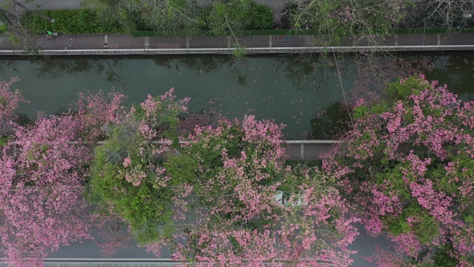 中国广东省广州市荔湾区坦尾美丽异木棉