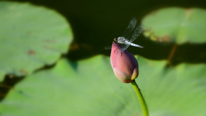 小荷才露尖尖角 早有蜻蜓立上头  蜻蜓2