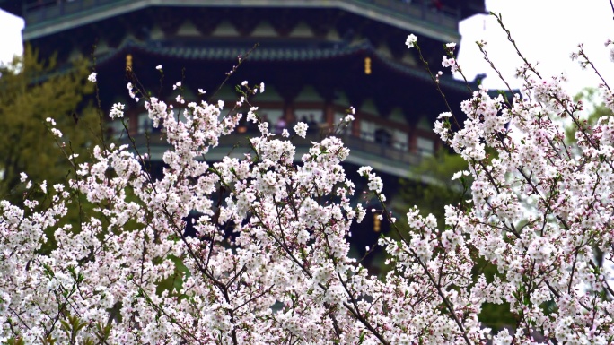 雷锋塔花开江南