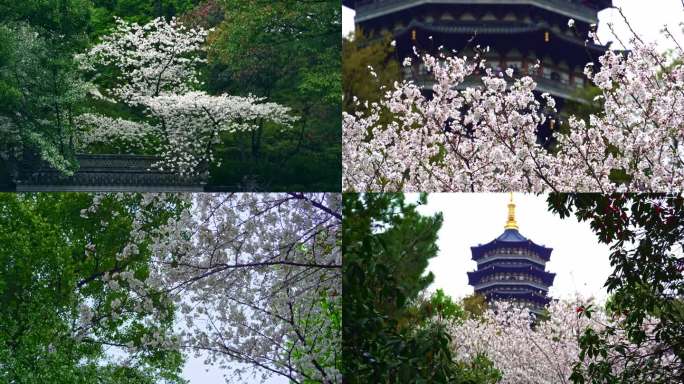 雷锋塔花开江南