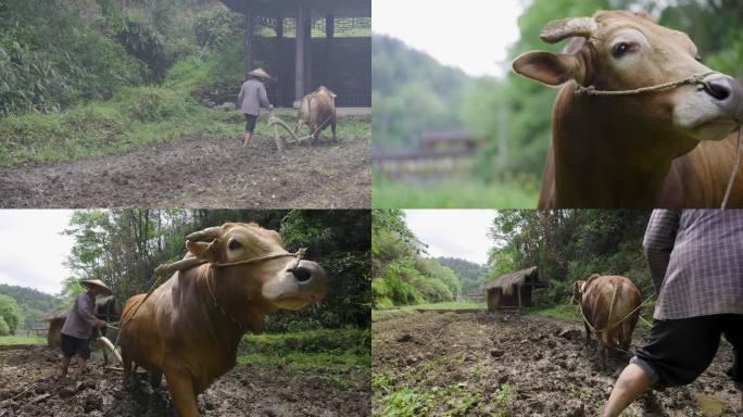 4K农村纯朴农民老黄牛耕地犁地2