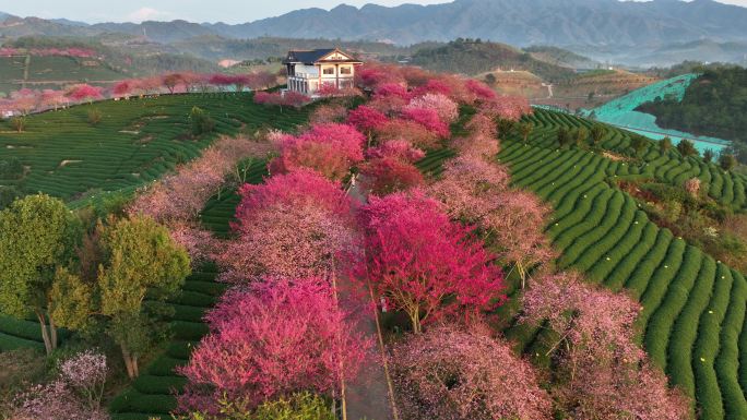 福建龙岩永福樱花园茶园航拍