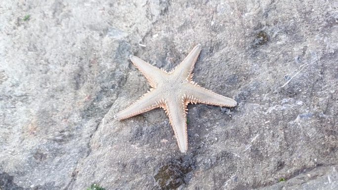 岩石上的美丽海星