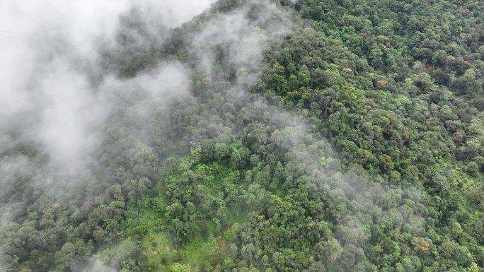 热带雨林山上的薄雾。热带森林可以增加空气中的湿度，通过光合作用从大气中吸收二氧化碳，并将碳储存在树干