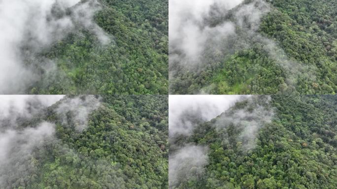 热带雨林山上的薄雾。热带森林可以增加空气中的湿度，通过光合作用从大气中吸收二氧化碳，并将碳储存在树干