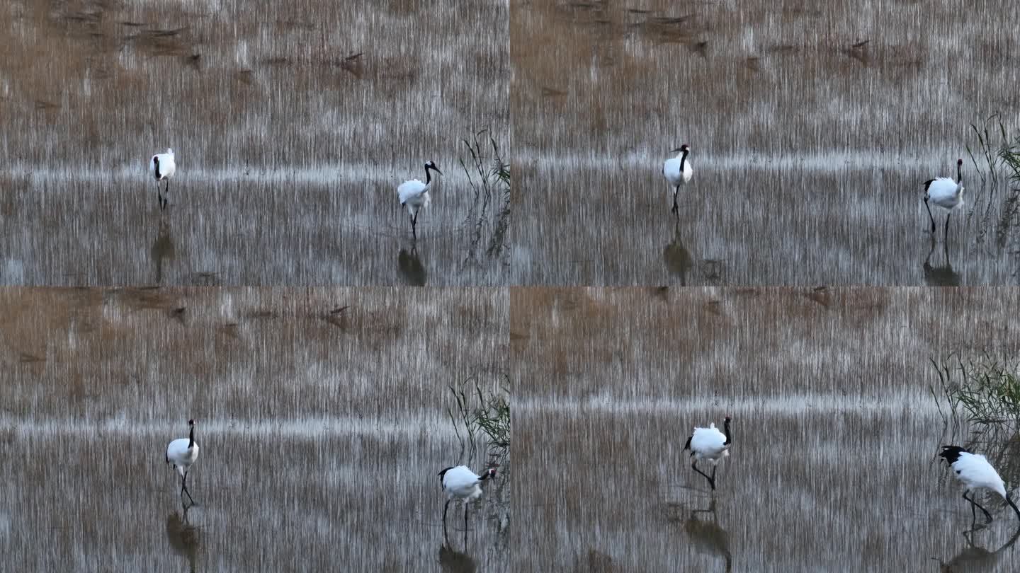 4K丹顶鹤悠闲野生动物湿地保护区
