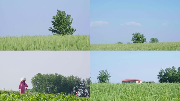 高清乡村田野麦田素材 农用无人机 稻草人