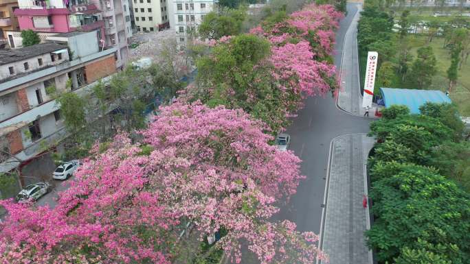 中国广东省广州市荔湾区坦尾美丽异木棉