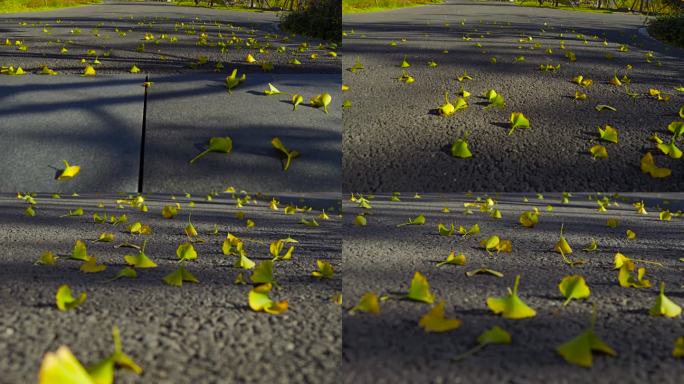 路上银杏树叶
