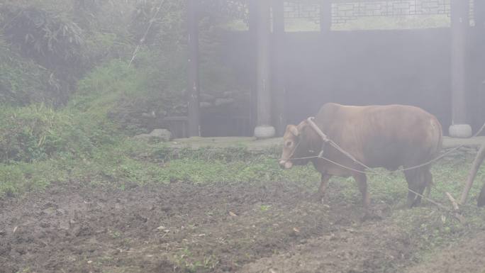 4K农村纯朴农民老黄牛耕地犁地合集