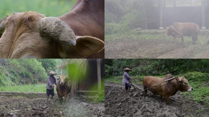 4K农村纯朴农民老黄牛耕地犁地合集