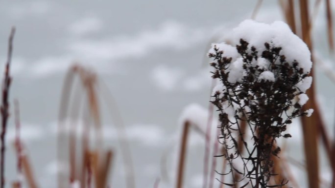 明亮的白色雪晶堆积在沼泽植被上，随风飘扬