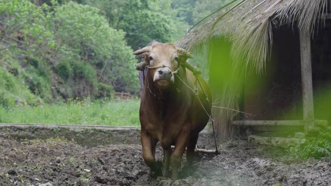 4K农村纯朴农民老黄牛耕地犁地5