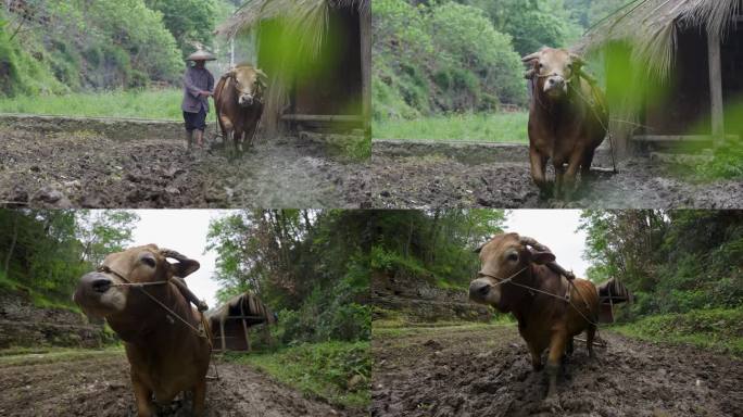 4K农村纯朴农民老黄牛耕地犁地5