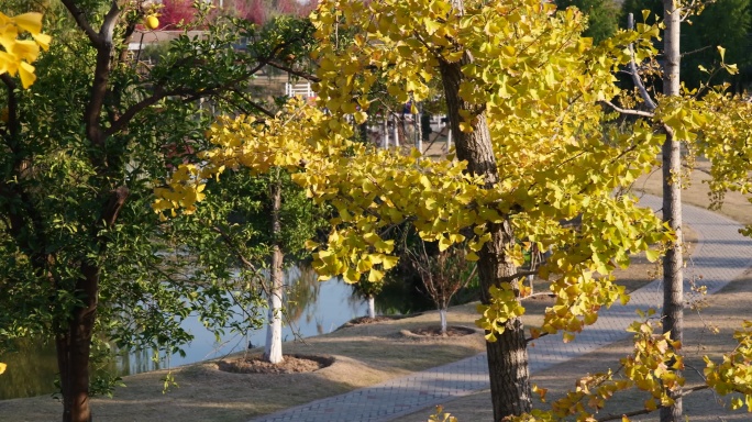 初冬时节金色银杏树叶