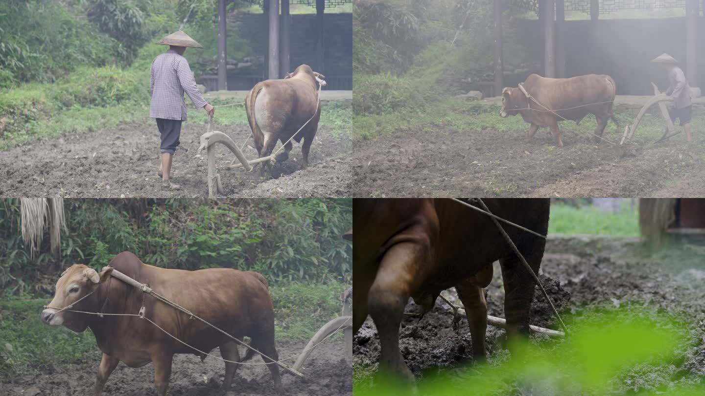 4K农村纯朴农民老黄牛耕地犁地4