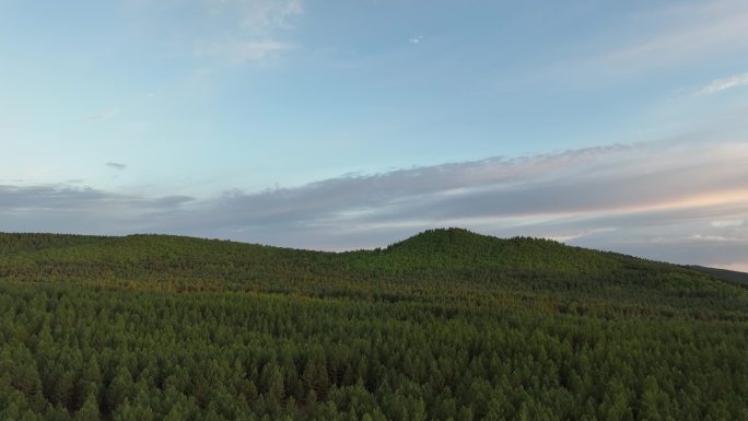 沙地樟子松林