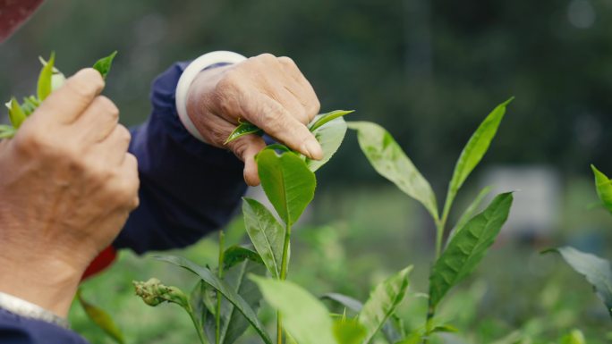 茶农采茶